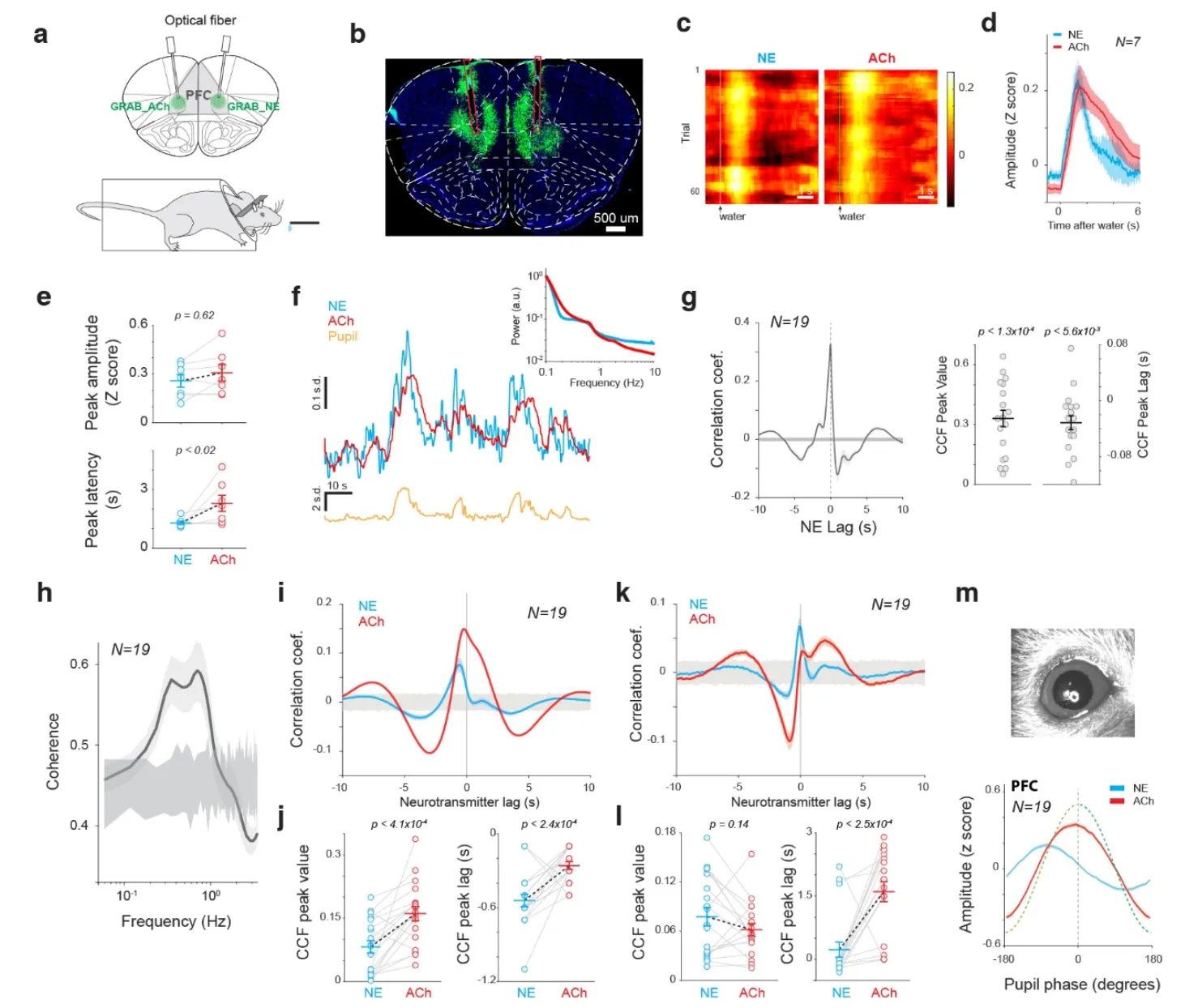 Phase synchrony between prefrontal noradrenergic and cholinergic signals indexes inhibitory control