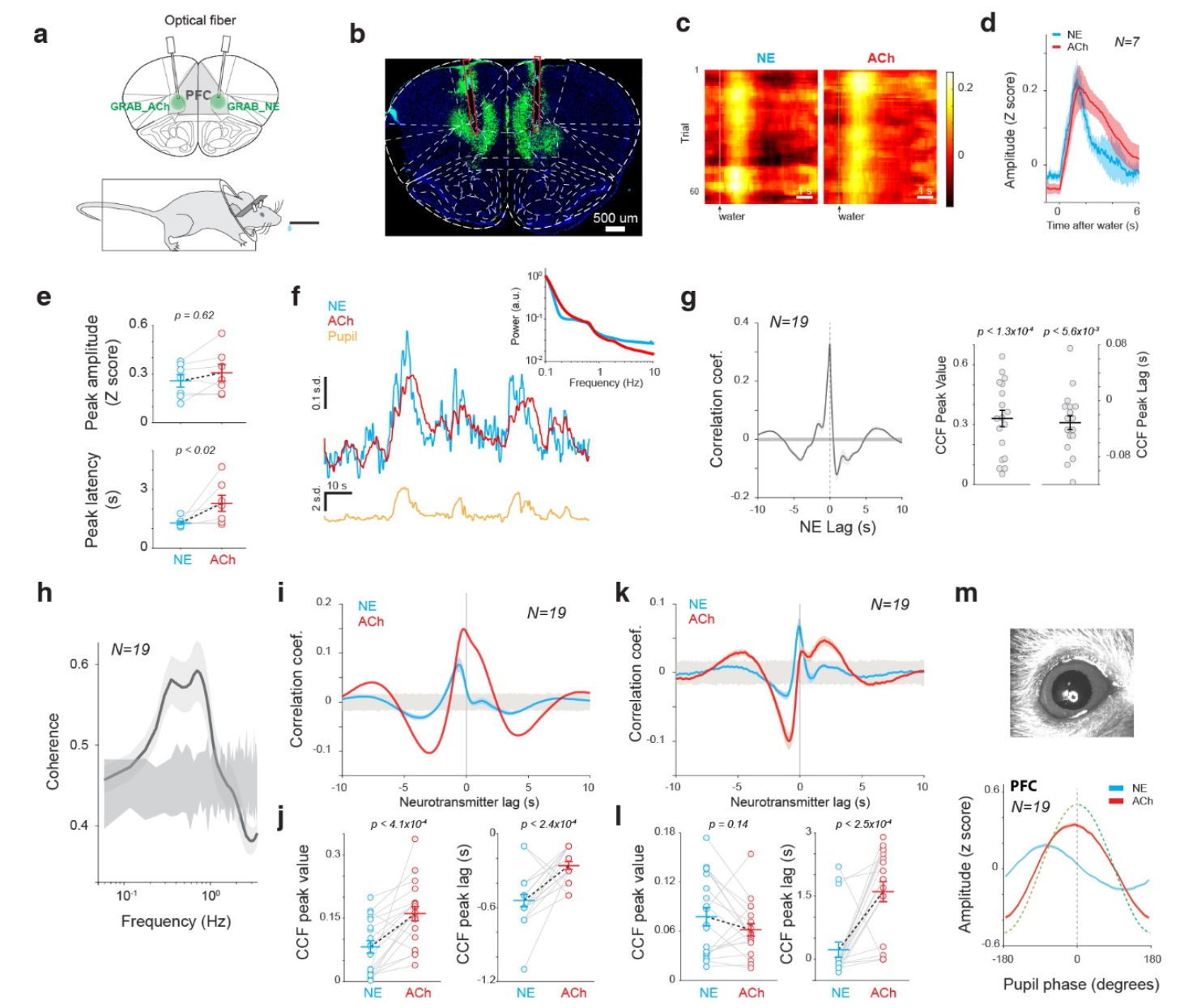 Phase synchrony between prefrontal noradrenergic and cholinergic signals indexes inhibitory control